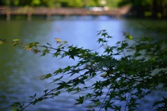 池のほとり