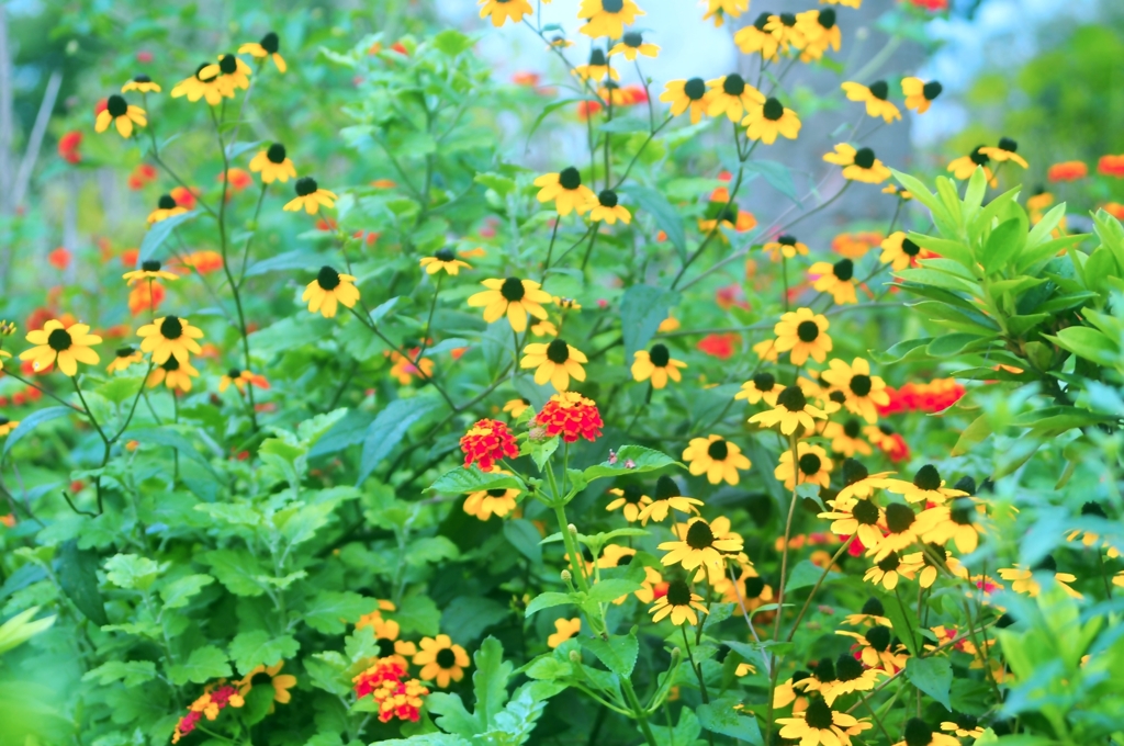 控え目な花畑
