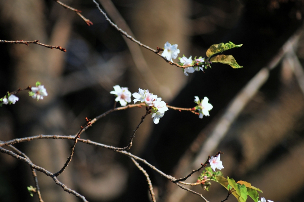 上野の桜