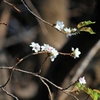 上野の桜