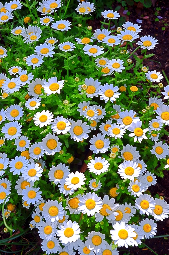 可愛い花を見つけた