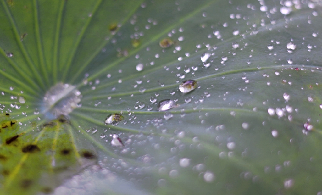 雨再び