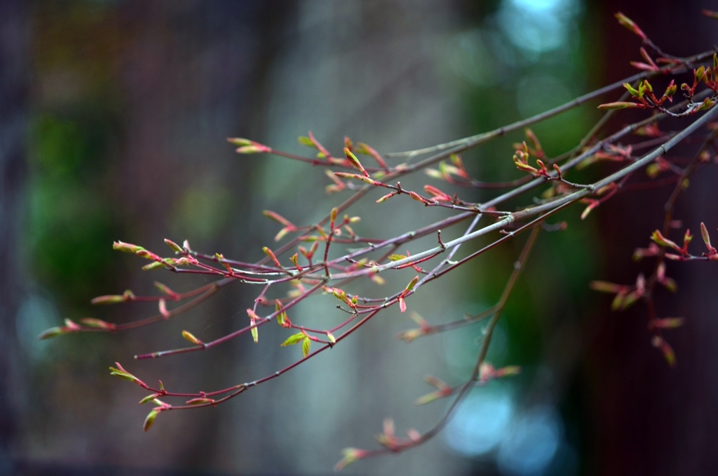 次の芽