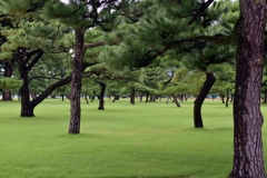 都心の緑