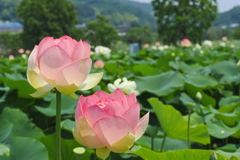 蓮の畑