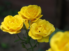 5月の黄薔薇～１