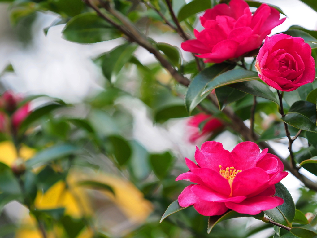 山茶花＋少し紅葉～３