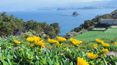 半島の丘の花