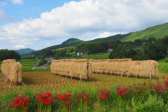 稲刈りの後