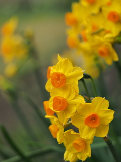 如月の花～４