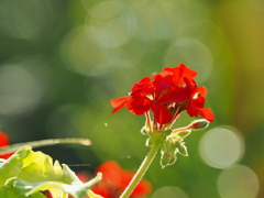 夏の朝の花～３