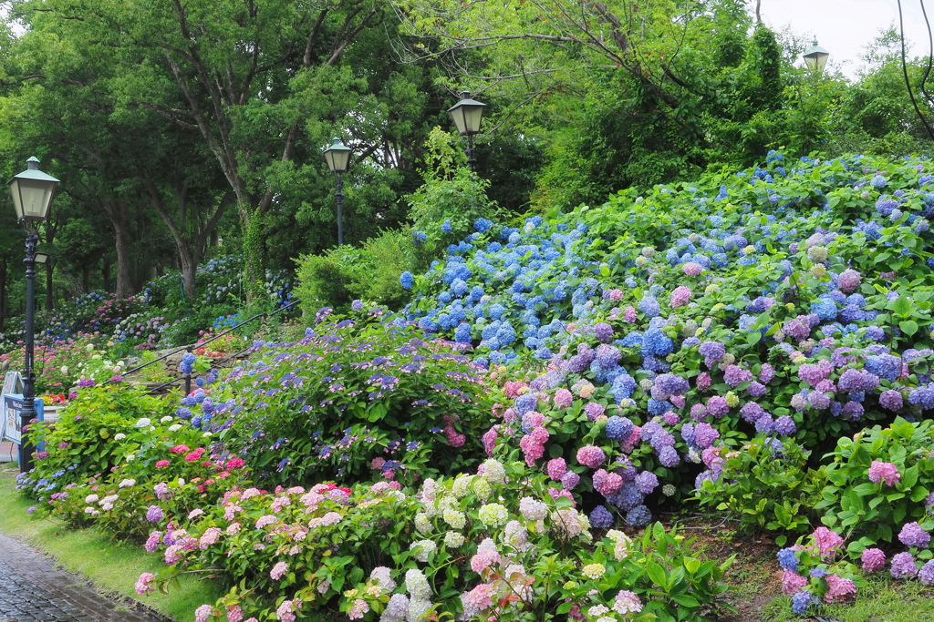 あじさいの街～２