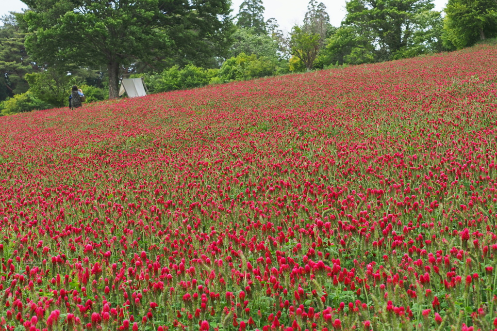 山間の赤い花～１