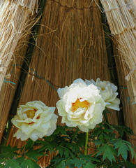 わらぼっちの寒牡丹