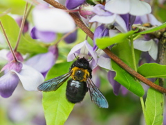 クマ蜂と藤の花