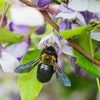 クマ蜂と藤の花