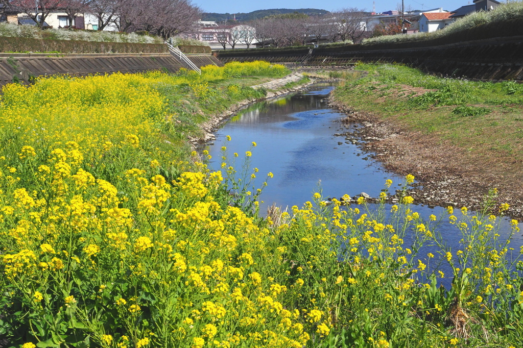 菜の花いっぱいの川