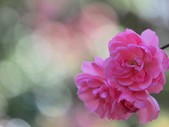1月のピンクの薔薇