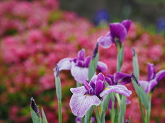 菖蒲とサツキ