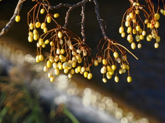 川辺のセンダン