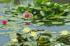 蓮池の花達
