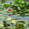 蓮池の花達