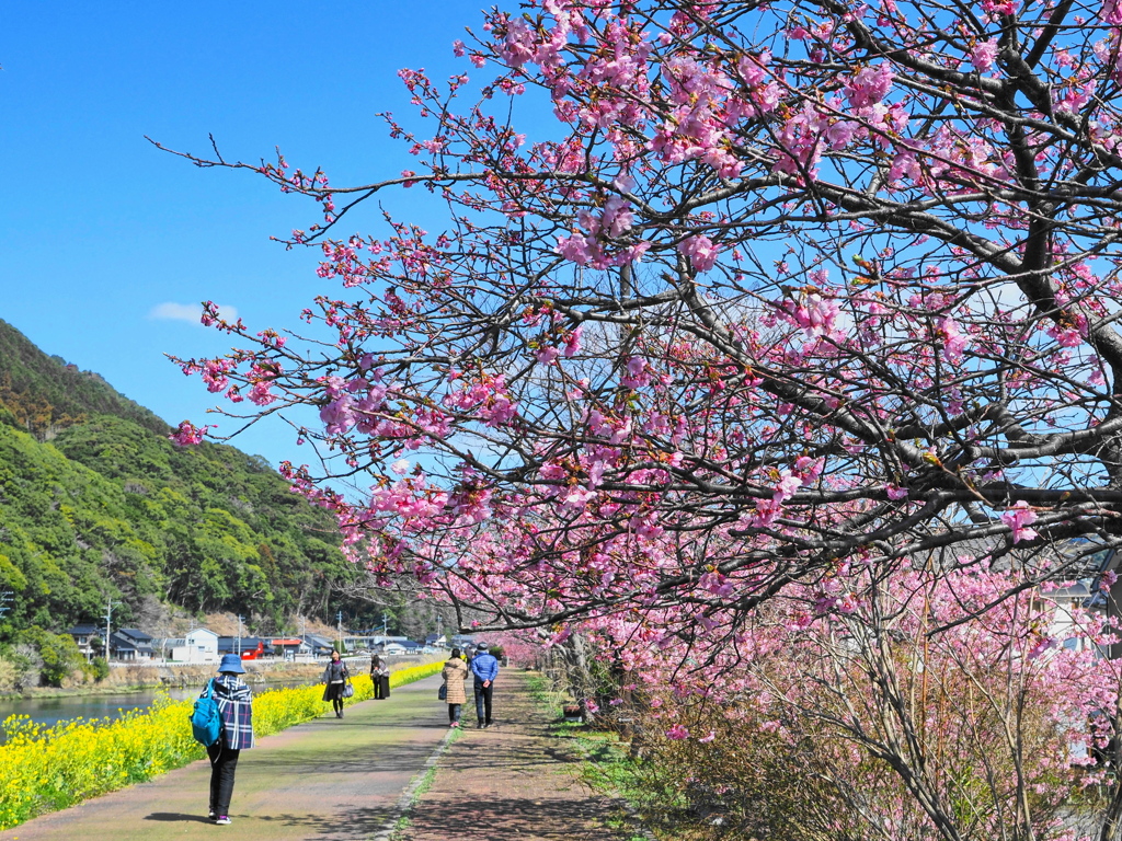 長閑な遊歩道