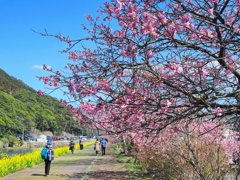 長閑な遊歩道