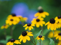 夏の朝の花～５