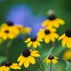 夏の朝の花～５