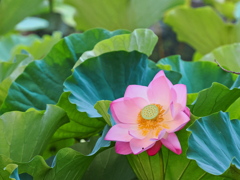残った蓮の花