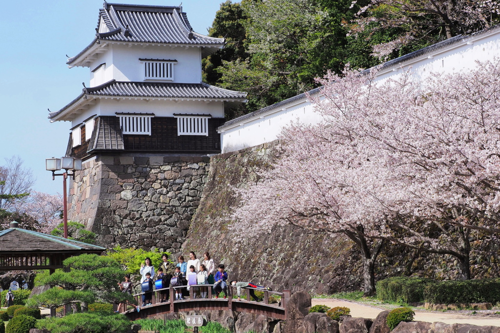 満開の桜の下で