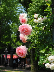 見上げる薔薇～２
