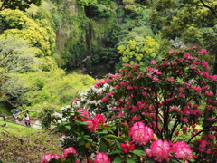 山間の石楠花～１