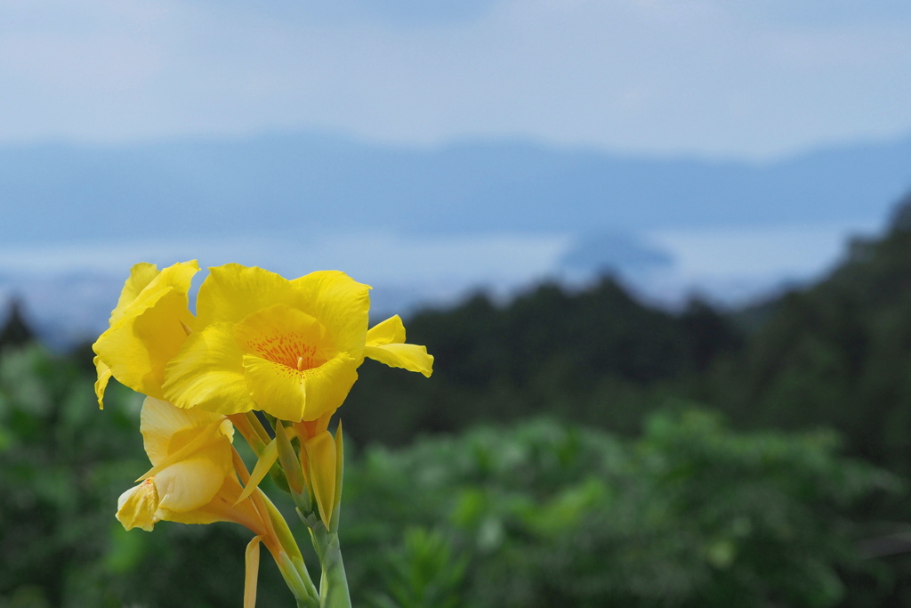 低嶺の花