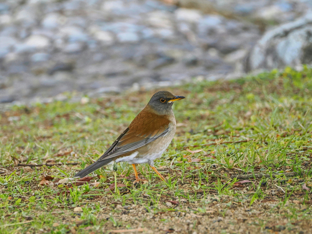 公園のシロハラ君