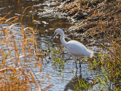日溜りのサギ