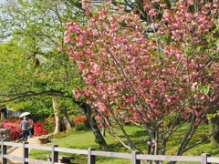 大村公園のオオムラザクラ