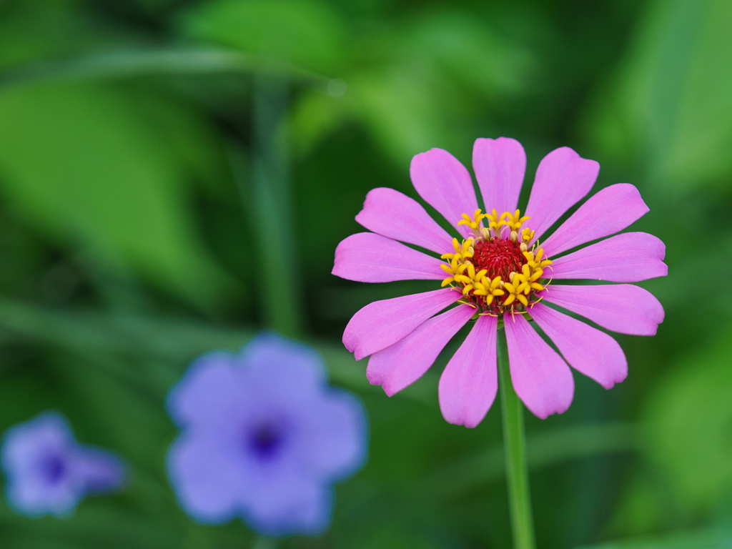 夏の朝の花～１