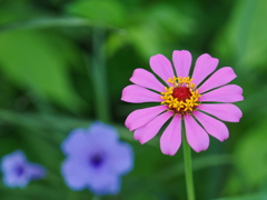夏の朝の花～１