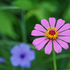 夏の朝の花～１