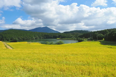 山あいの実り