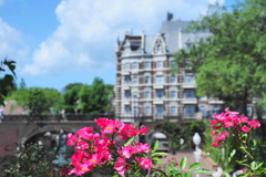 赤い花と青空