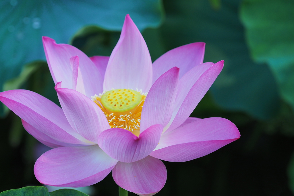 今朝の蓮～１