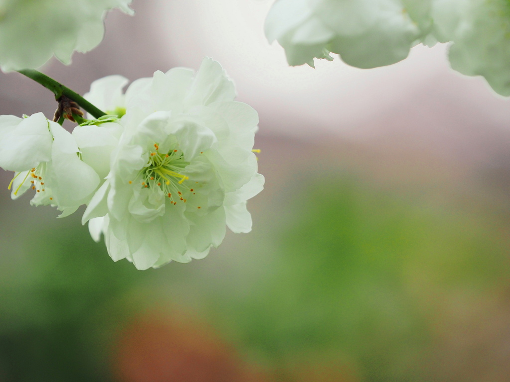 花桃