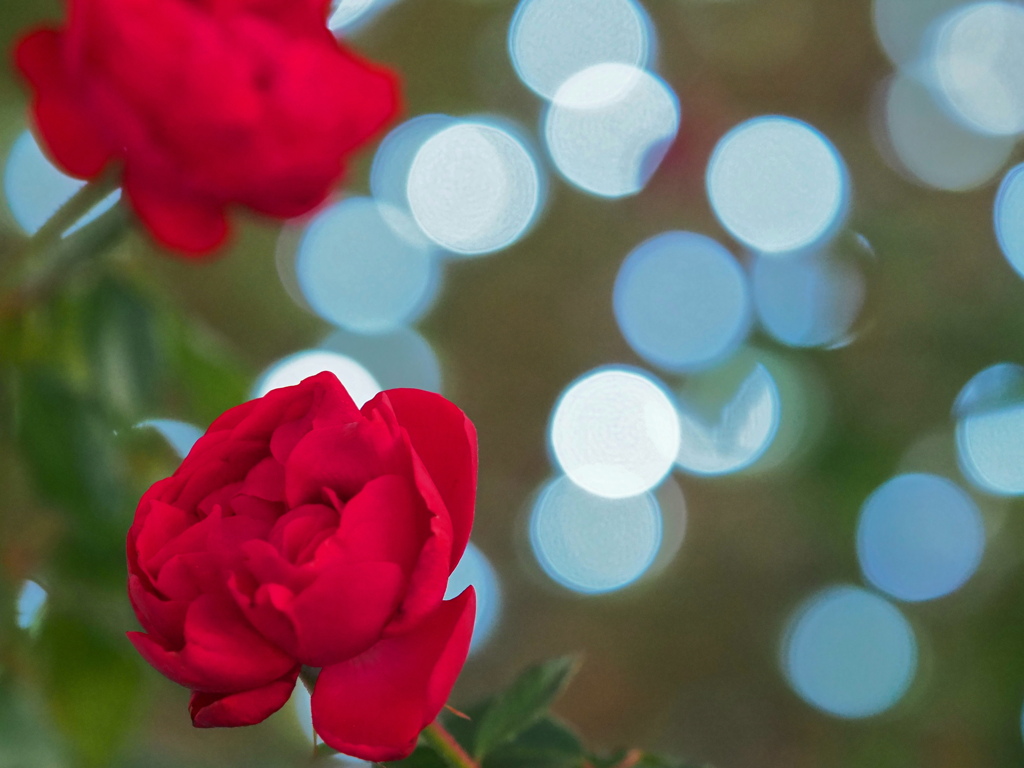 冬薔薇～１
