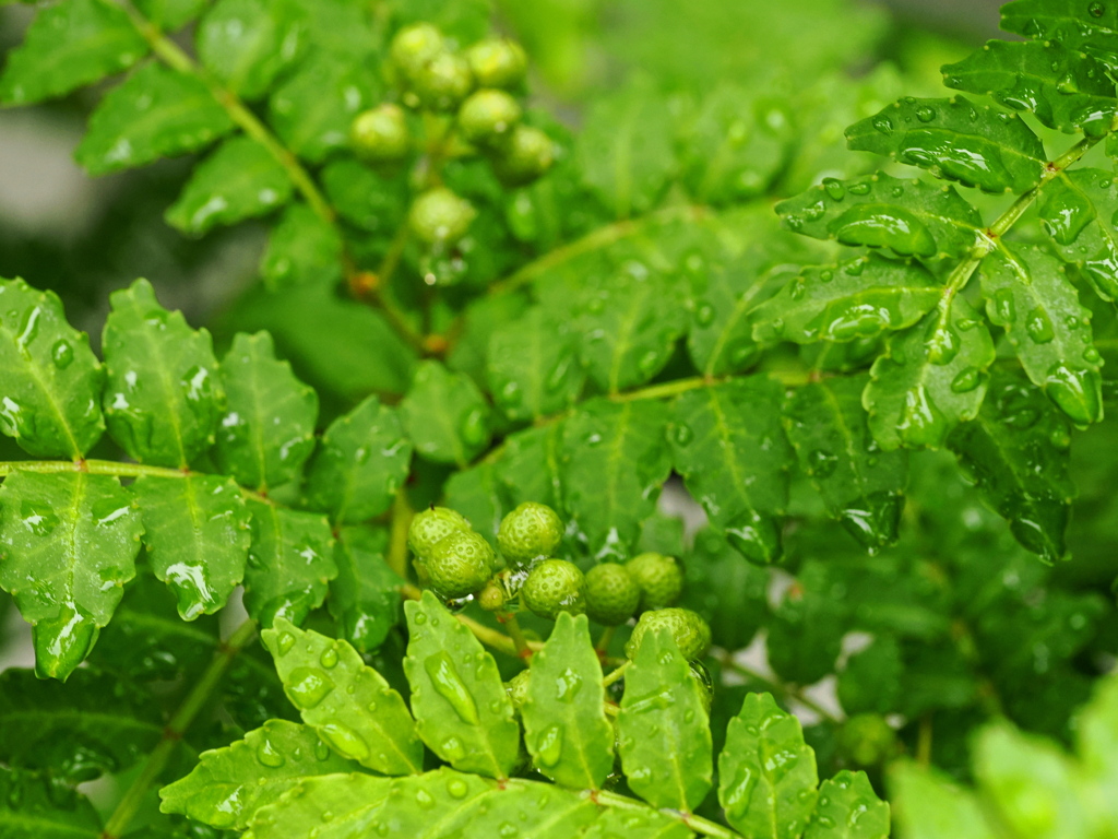 雨の山椒