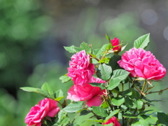 川辺の薔薇