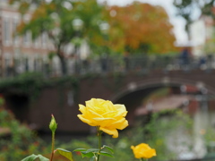 通りの薔薇～２