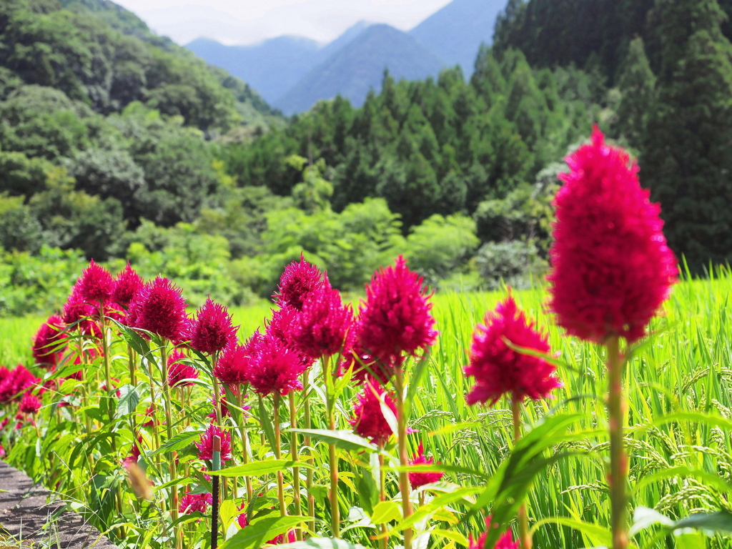 里山のケイトウ
